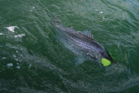 Old Vets and the Sea