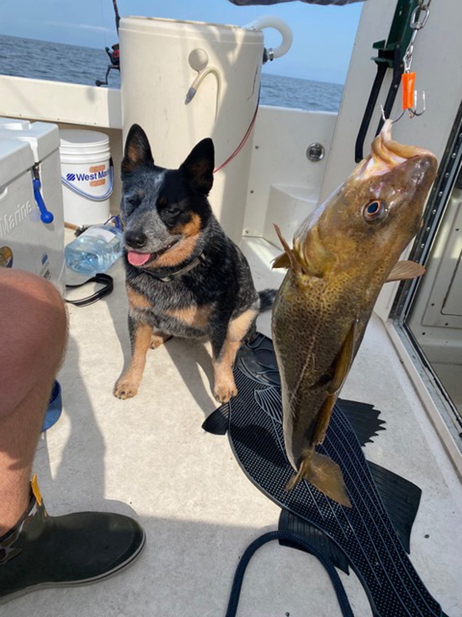 cod and dog