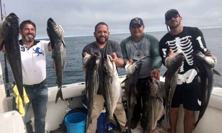 Adventureandcatch Charters pollock