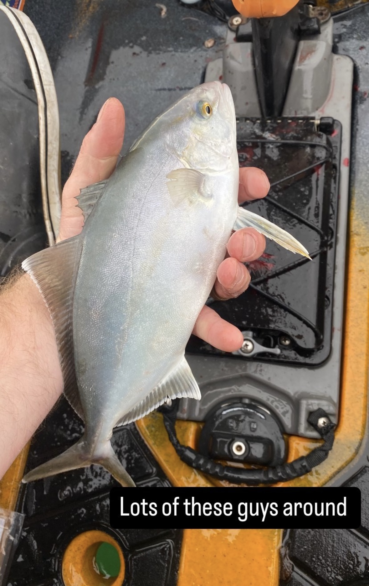 Band Aid Rudder Fish Cape Cod Fishing Report- October 3, 2024 - On The Water