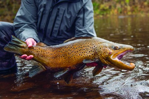 The Giant Brown Trout of Lake Ontario