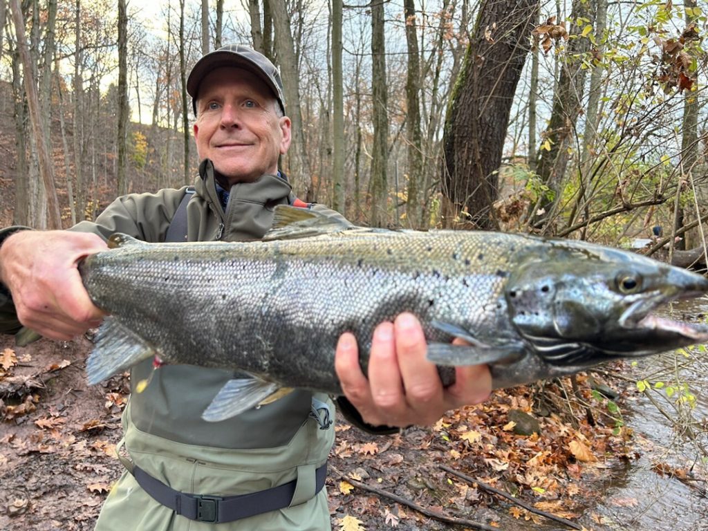 Atlantic salmon