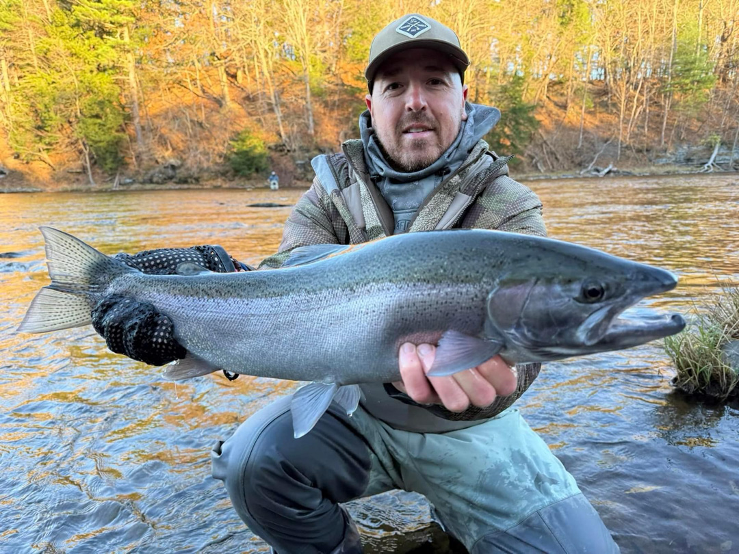 steelhead