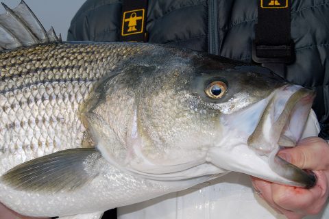 Coldwater Cows: Late Season Stripers on Herring