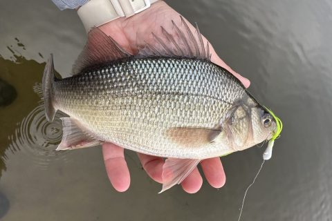 What&rsquo;s Biting on the Chesapeake Bay in March?