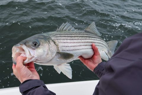 NY DEC Reports Another Below-Average Striped Bass Spawn in the Hudson River