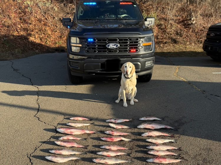 Conservation Police K9 Luna looking over seized striped bass