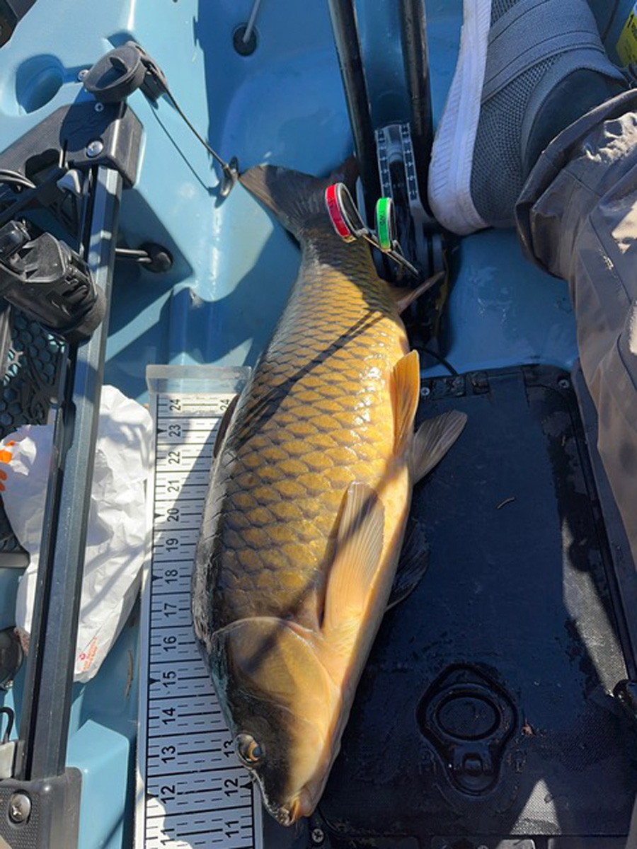 kayak caught carp