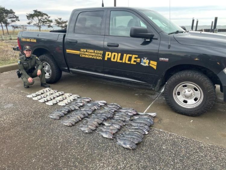 illegal sea bass and porgy seized by DEC