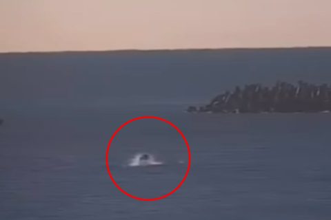 Surface-Crashing Bluefin in Manasquan Inlet Captured on Two Cameras