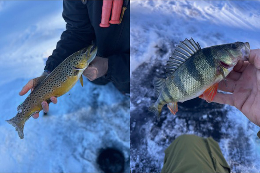 Rob Battelini perch and brown trout