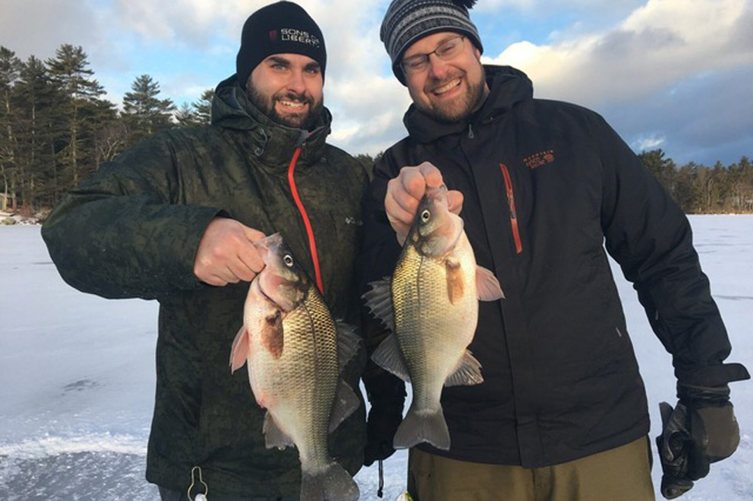 Winnipesaukee white perch