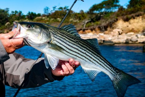 Virginia Tech Striped Bass Survey II