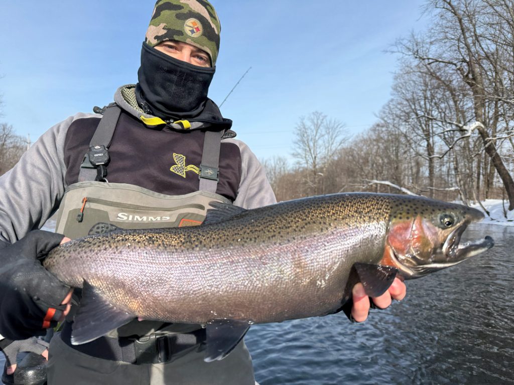 Salmon River steelhead