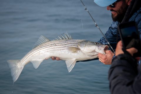 Our Best Podcasts with Striped Bass Biologists