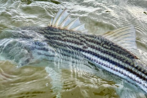 Volunteer for the Hudson River Striped Bass Cooperative Angler Program