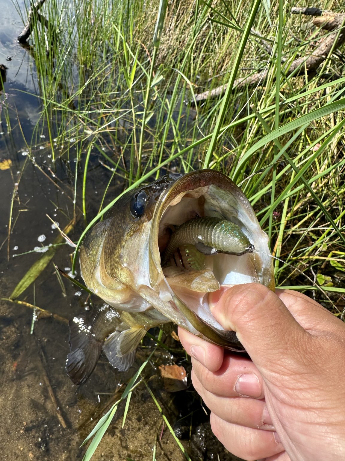 Jersey Riggs The Jersey Rigg: A Hidden Gem in Bass Fishing