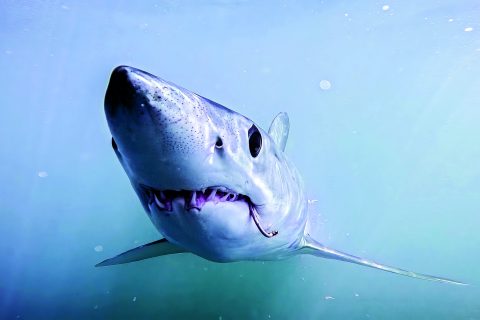 How Fishermen Contribute to Shark Research