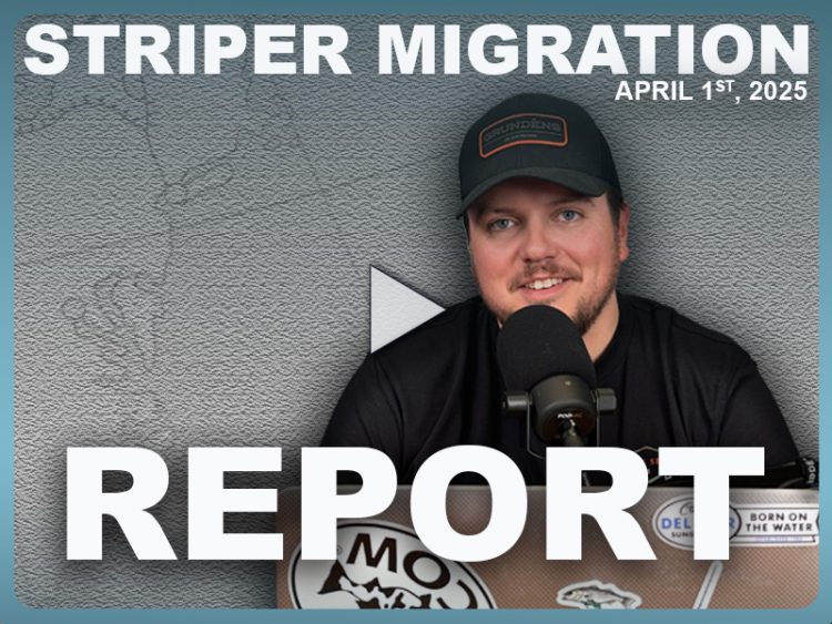 2025 Striper Migration Video Report Wk 1