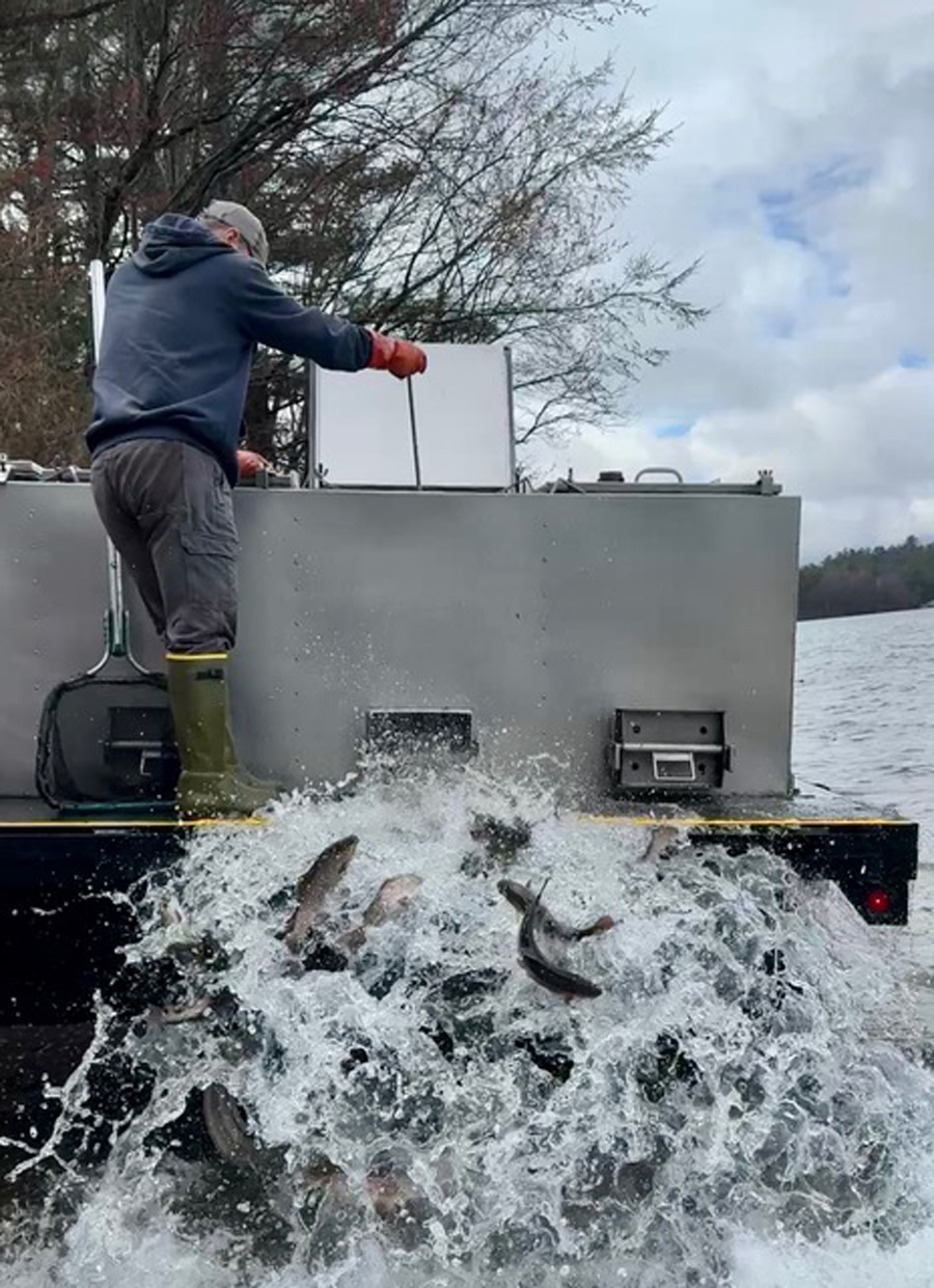 trout stocking