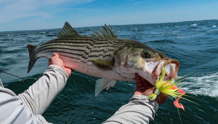 recreational striped bass regulations