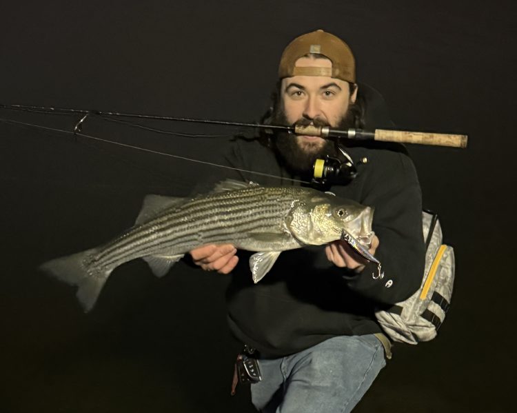 An angler holds a striped bass while holding a rod in their mouth.