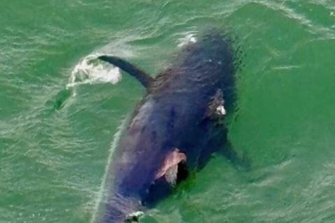 NOAA Cracks Down on Pier-Based Tuna Fishing &ndash; Pier Anglers Fight for Access