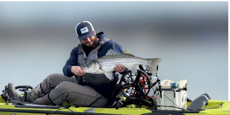 A kayak angler holds up a striped bass, the background is blurred. The kayak is a hobie kayak in green color.