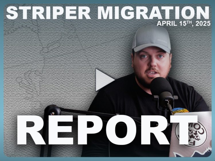 Striper Migration Report Wk 3