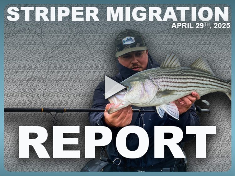 Striper Migration Report April 25, 2025