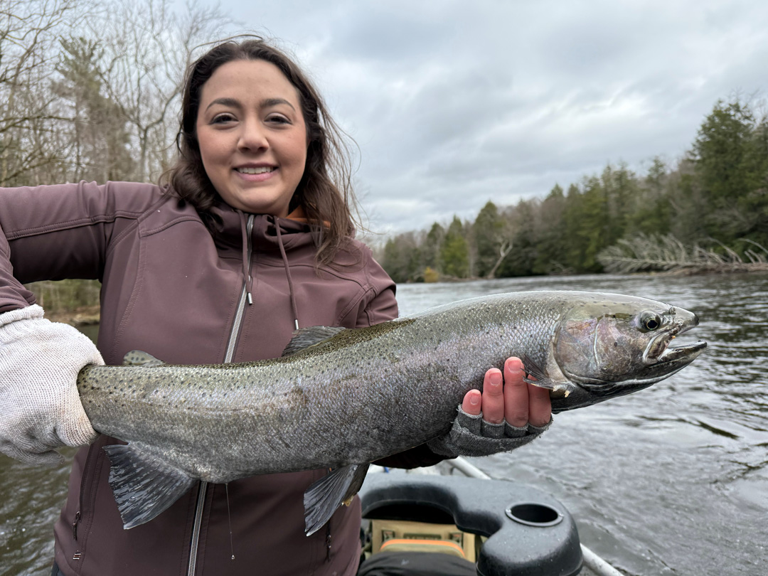 Salmon River steelhead