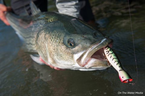 Striped Bass Anglers: Keep an Eye Out for Important Survey!