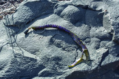 striper fishing with soft-plastic worms