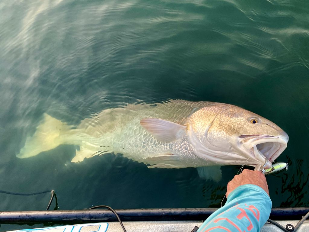 red drum in Chesapeake Bay