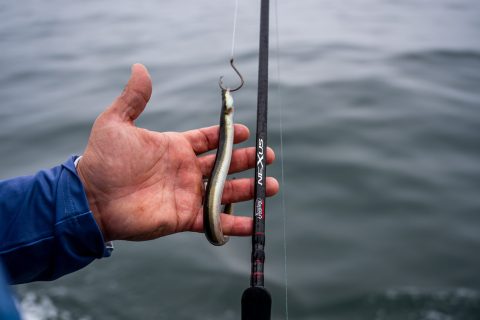 Circle Hooks for Eels