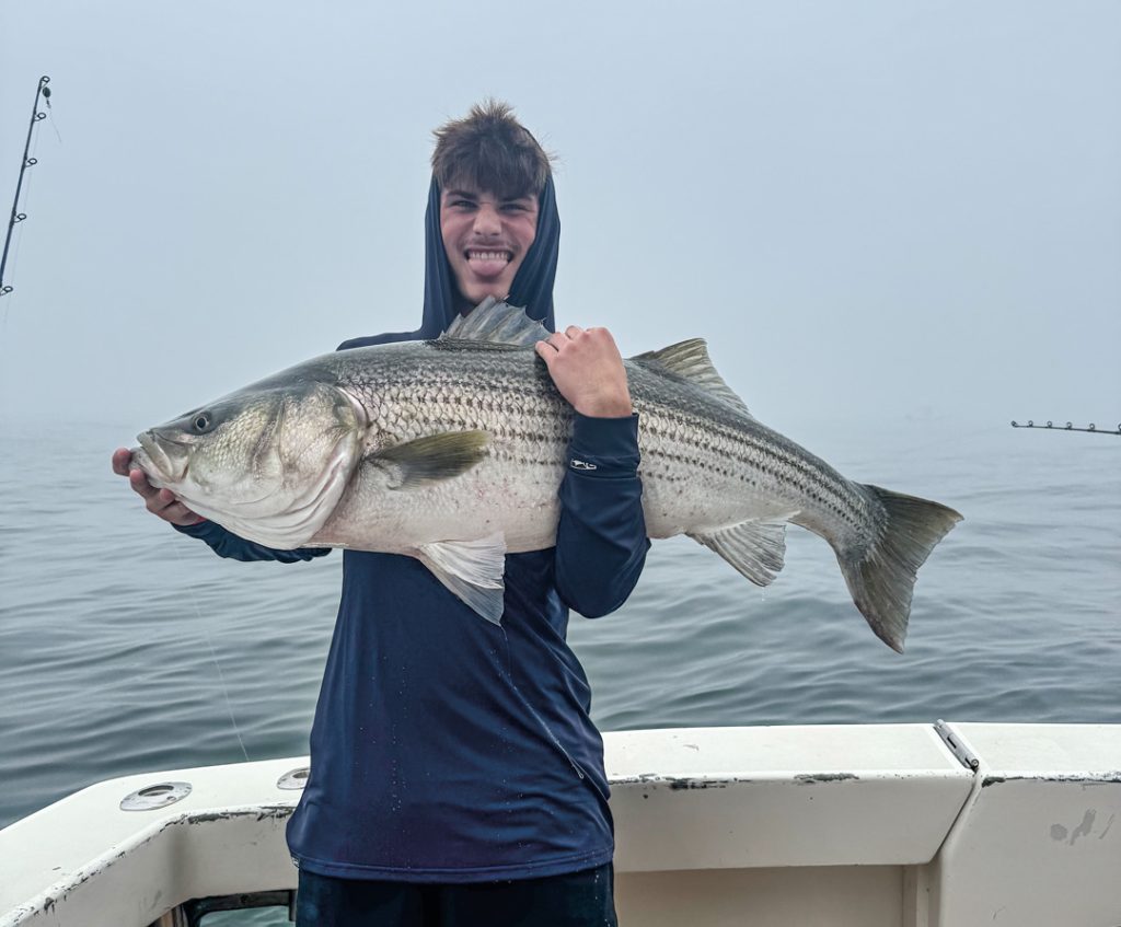 everything from schoolies to cows