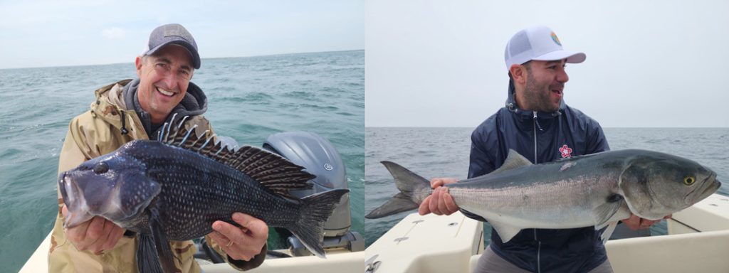 Buzzards Bay black sea bass and bluefish