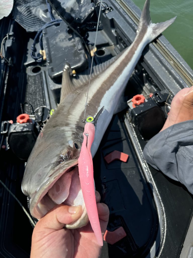 catching cobia by kayak
