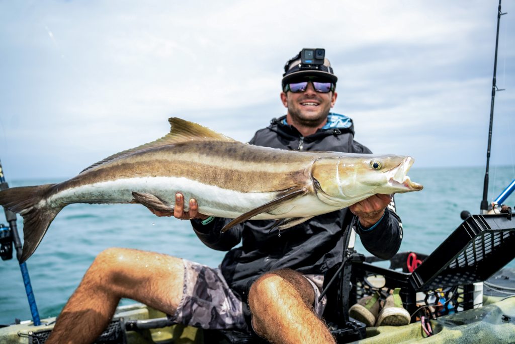 catching cobia by kayak