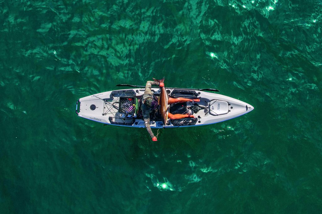 catching cobia by kayak