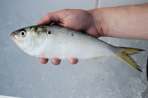 Help Support Menhaden Research on Long Island