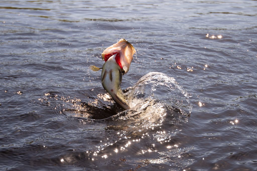 summer largemouth bass fishing 