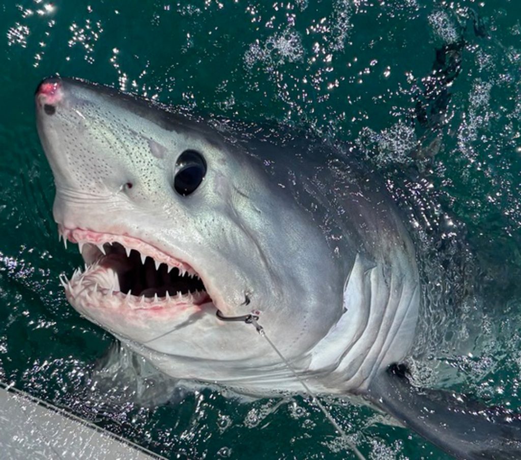 Legit Fish porbeagle