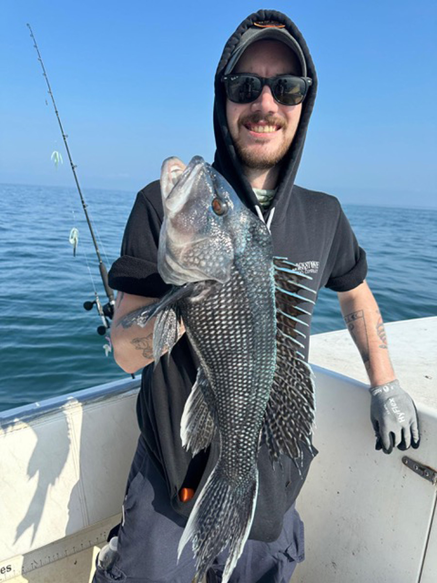 Little Sister black sea bass
