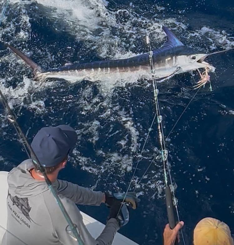 white marlin