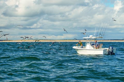 Baitfish that Fuel Blitzes