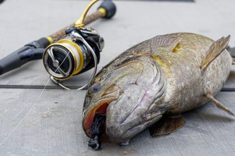Downsize Your Baits for Fall Transition Smallmouth