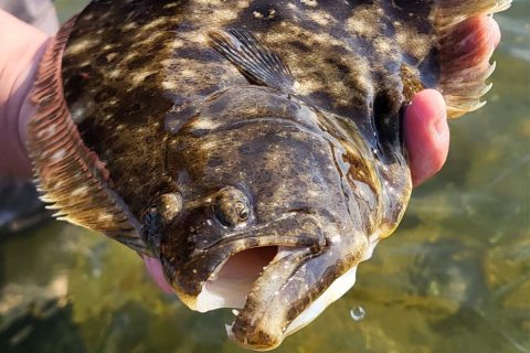 Why Anglers Are Tagging Fluke in New Jersey