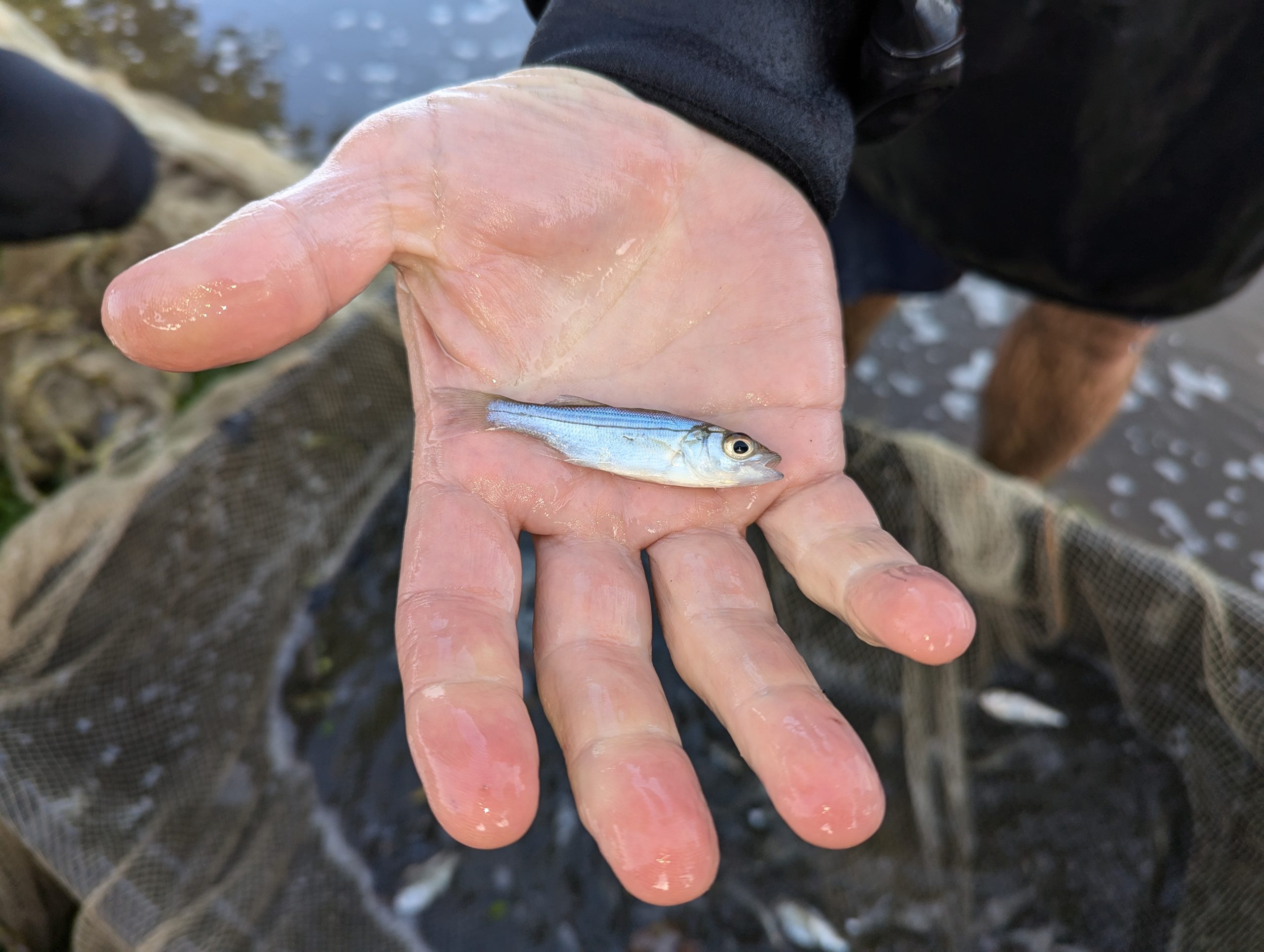 2025 Striped Bass Spawning Survey Delivers More Bad News