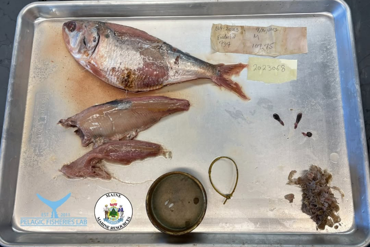 Striped Bass Tag found Inside Bluefin Tuna